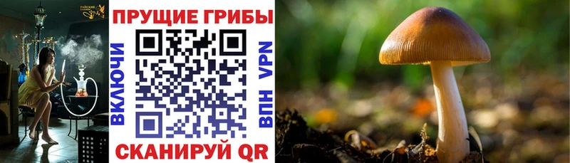 Псилоцибиновые грибы Cubensis  Андреаполь 